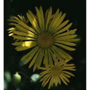 doronicum pardalianches l.