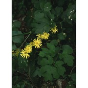 doronicum pardalianches l.