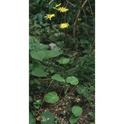 doronicum pardalianches l.