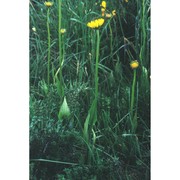 doronicum plantagineum l.