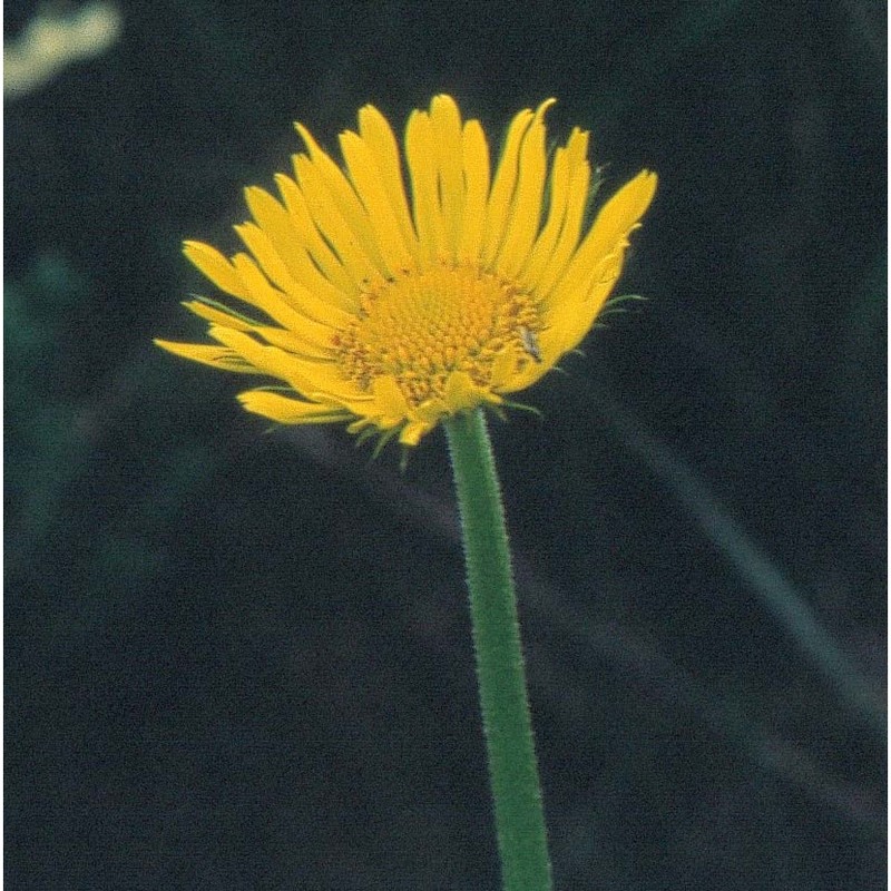 doronicum plantagineum l.