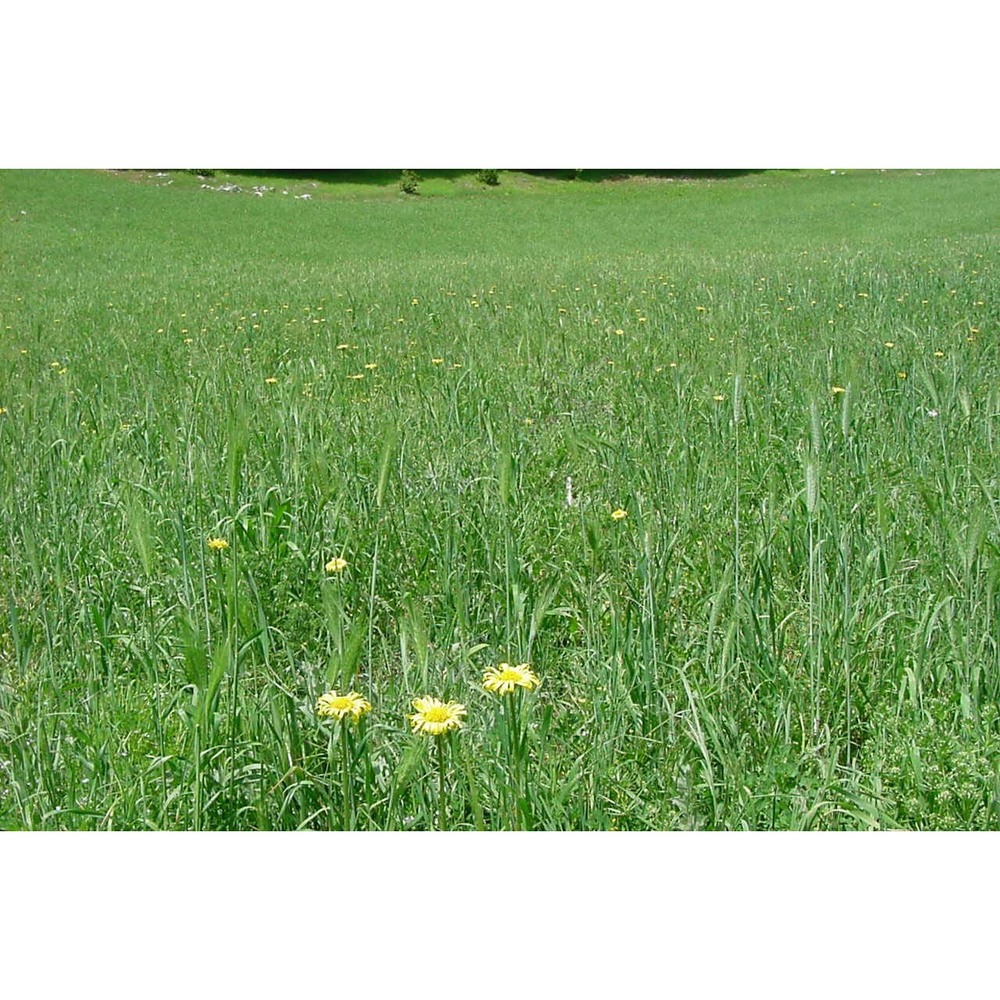 doronicum plantagineum l.