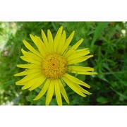 doronicum plantagineum l.