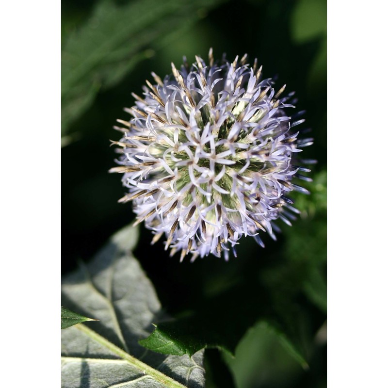 echinops exaltatus schrad.