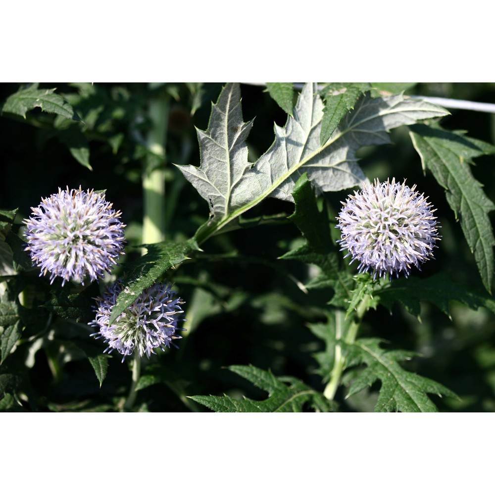 echinops exaltatus schrad.