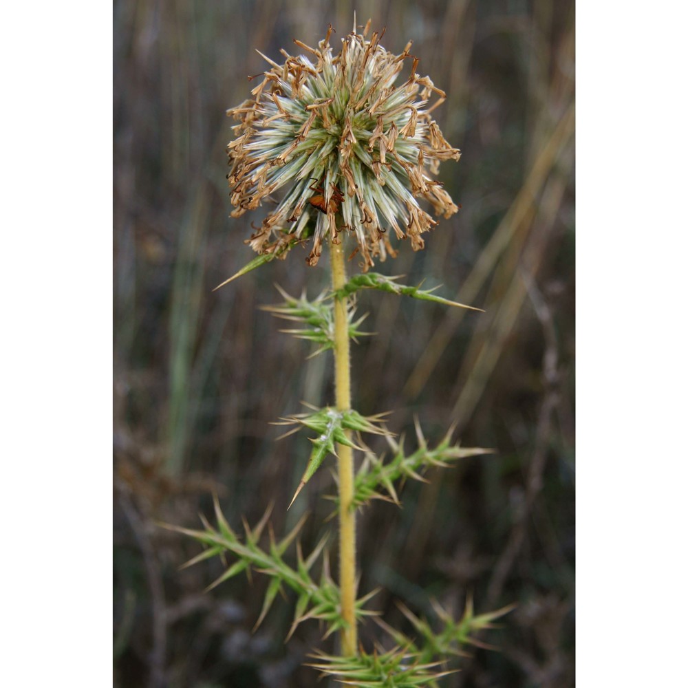 echinops spinosissimus turra