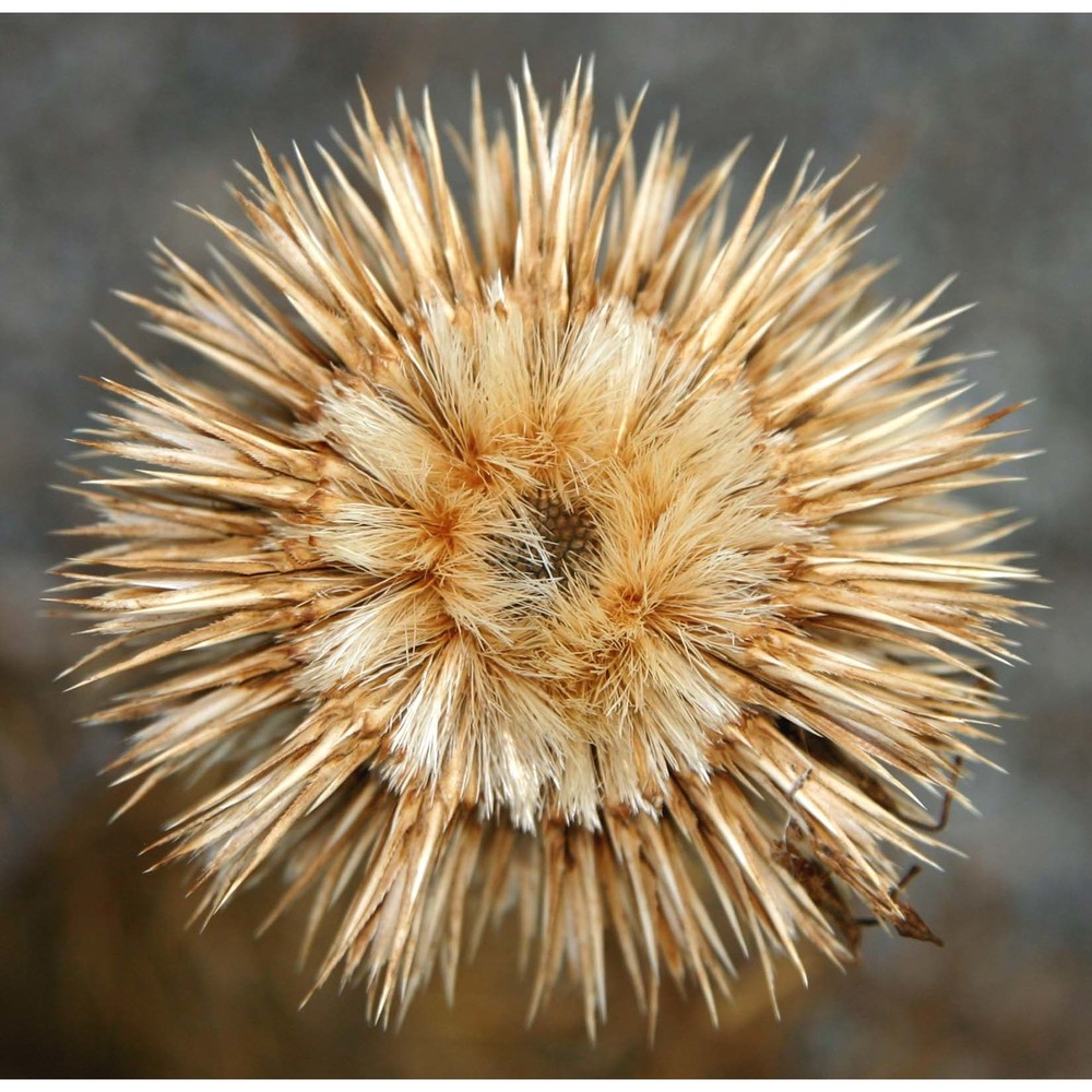 echinops spinosissimus turra