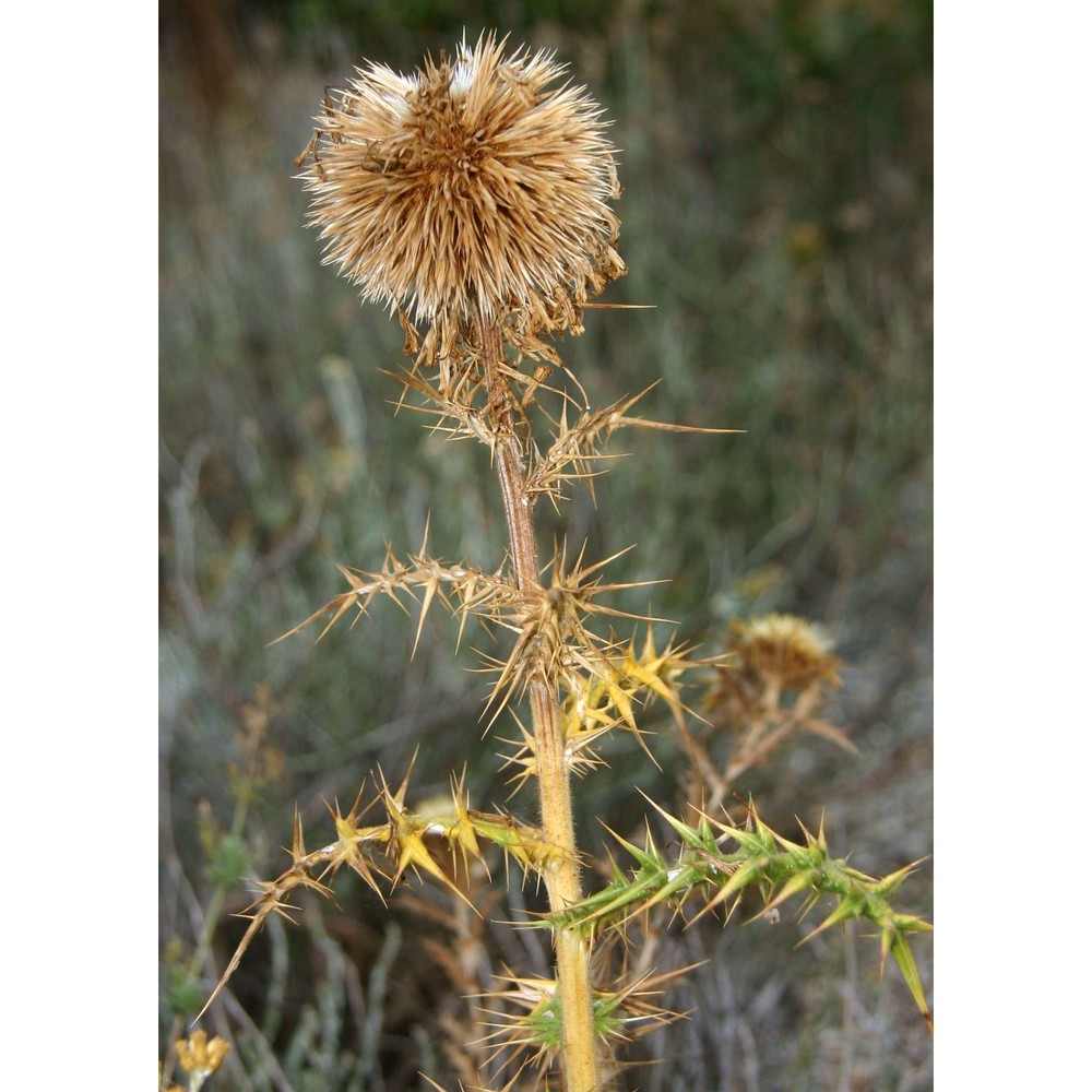 echinops spinosissimus turra