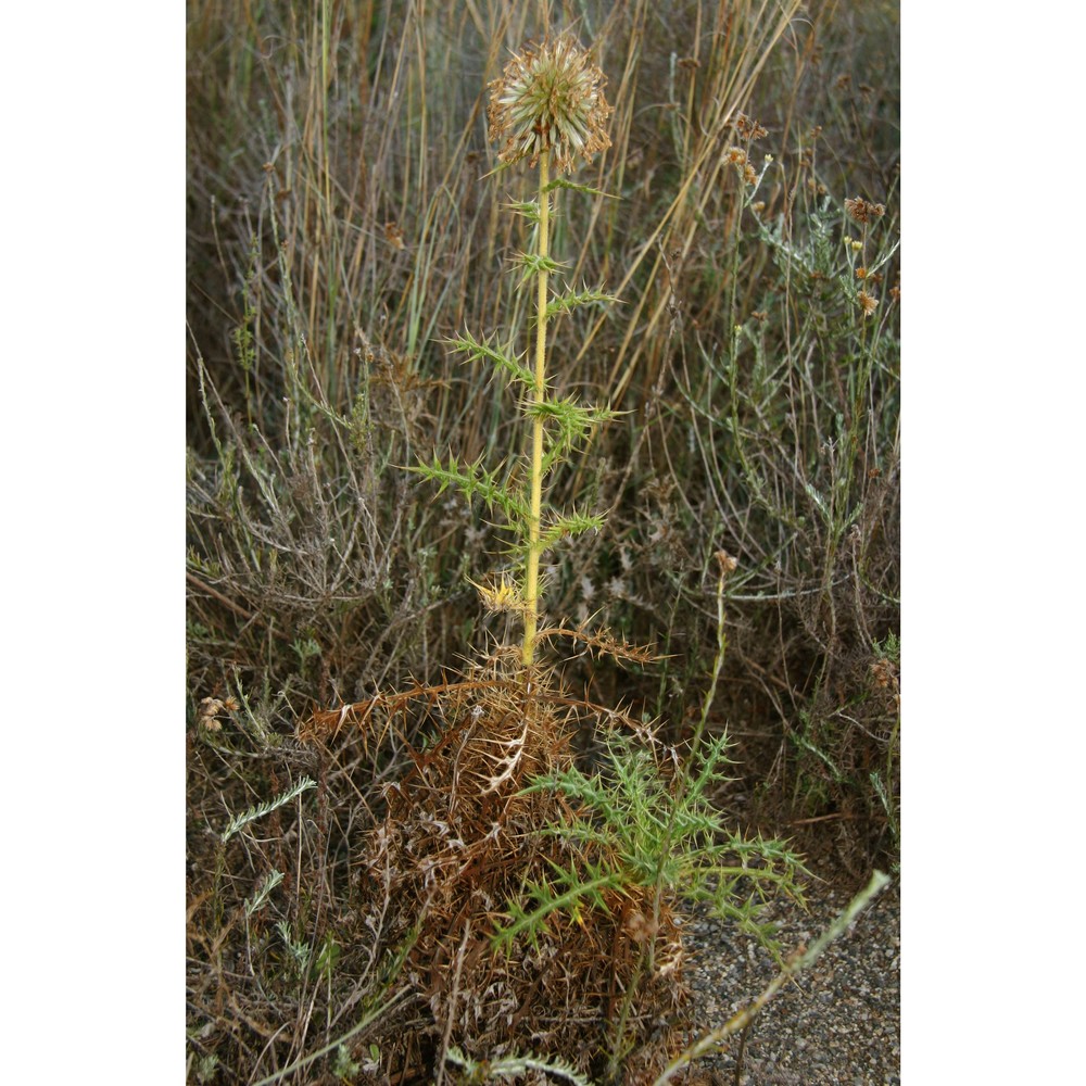 echinops spinosissimus turra