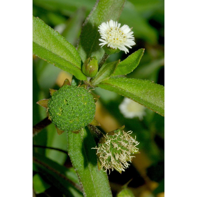 eclipta prostrata (l.) l.