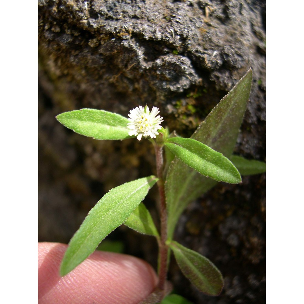 eclipta prostrata (l.) l.