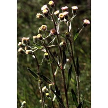 erigeron acris l.