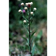 erigeron acris l.