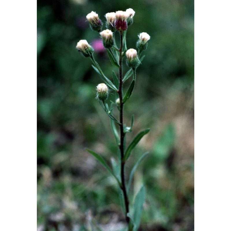 erigeron acris l.