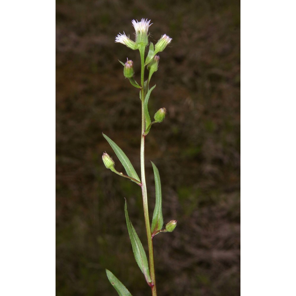 erigeron acris l.