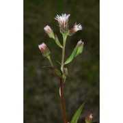 erigeron acris l.