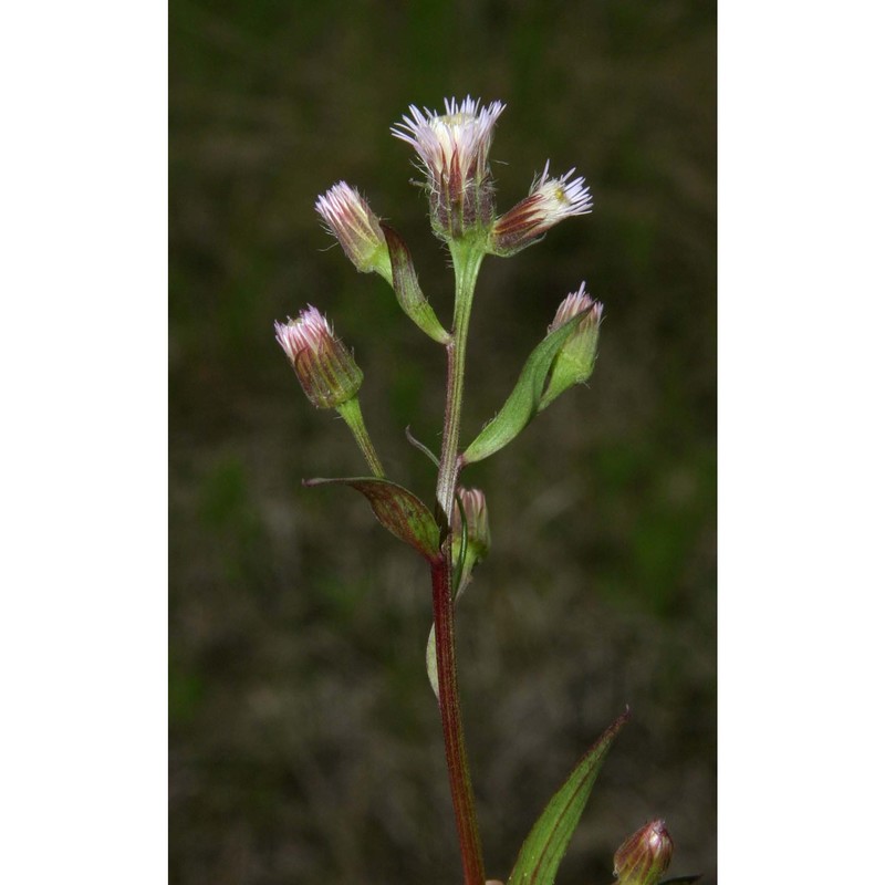 erigeron acris l.