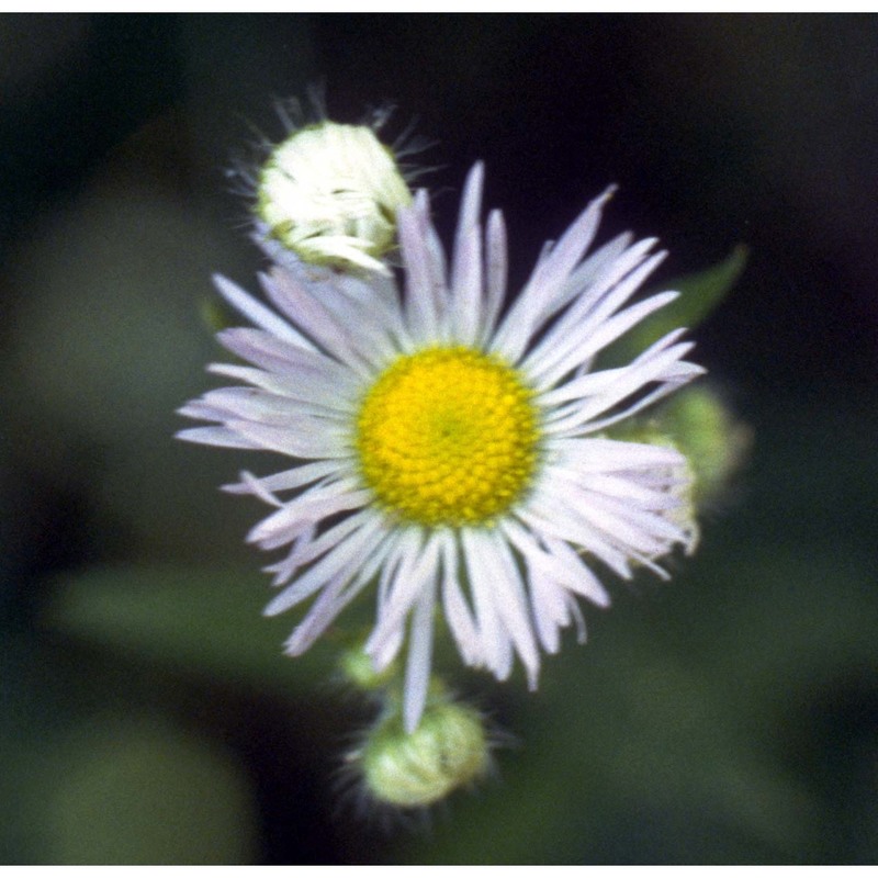 erigeron annuus (l.) desf.