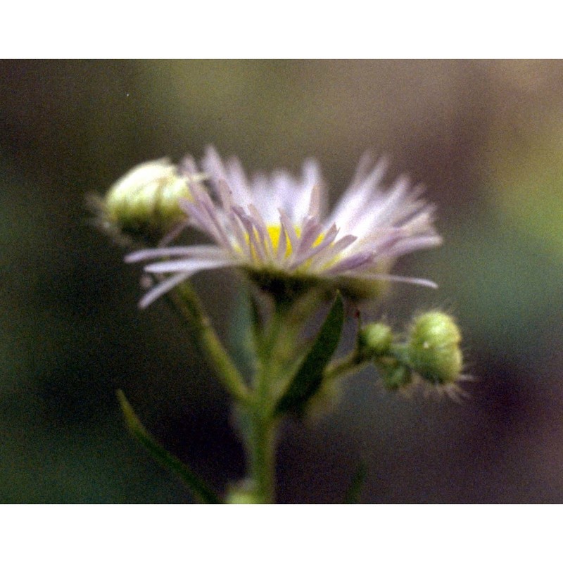 erigeron annuus (l.) desf.