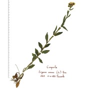 erigeron annuus (l.) desf.