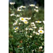 erigeron annuus (l.) desf.