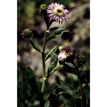 erigeron atticus vill.