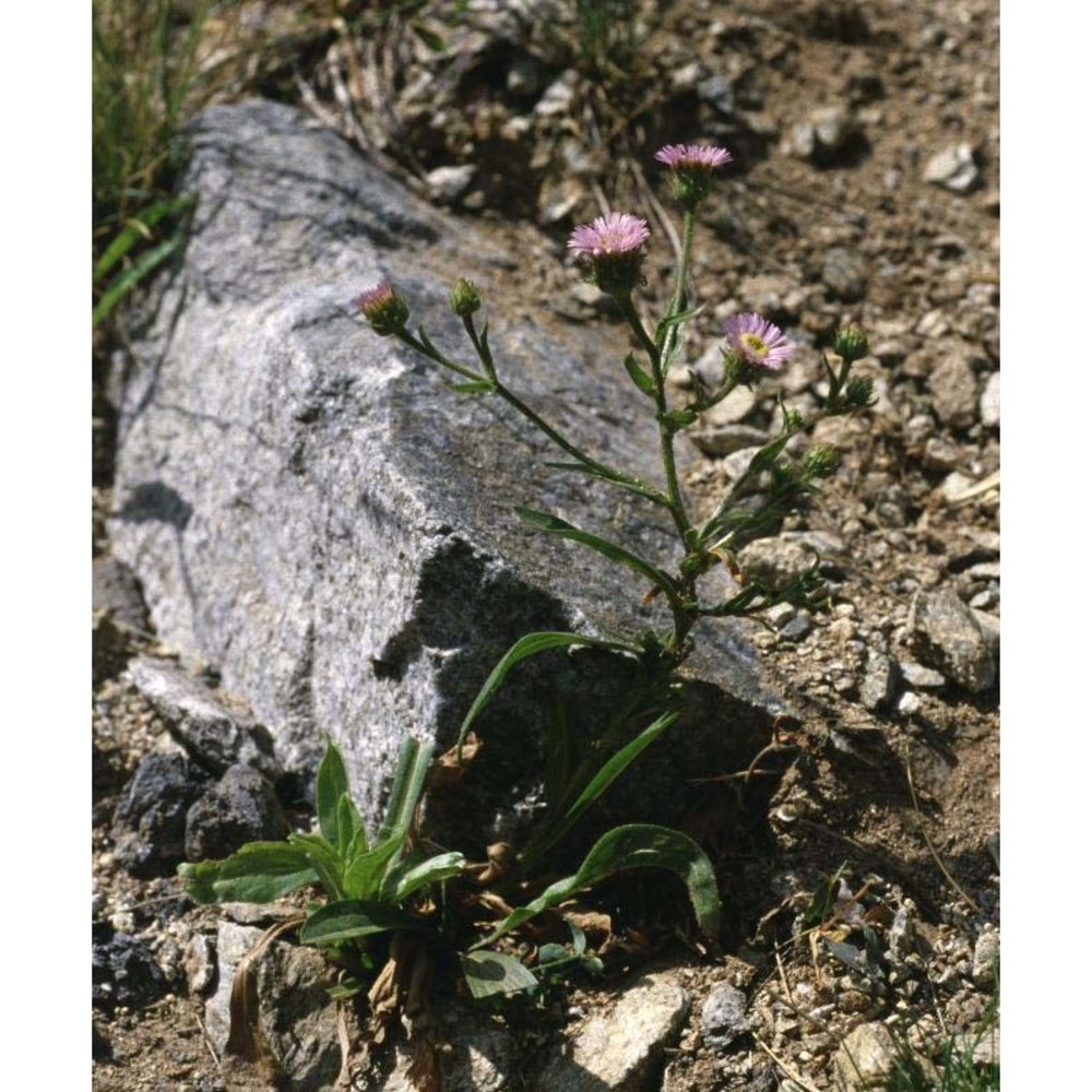 erigeron atticus vill.