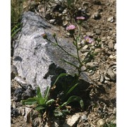 erigeron atticus vill.