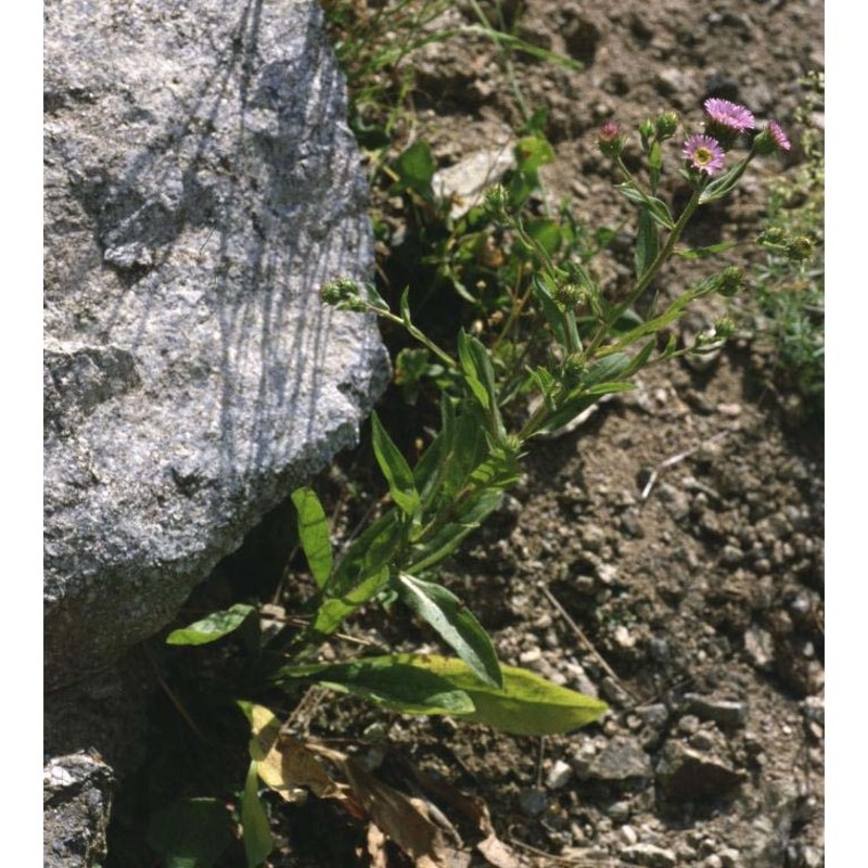 erigeron atticus vill.