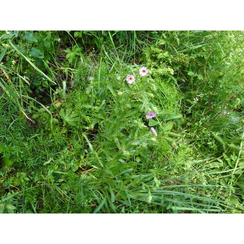 erigeron atticus vill.