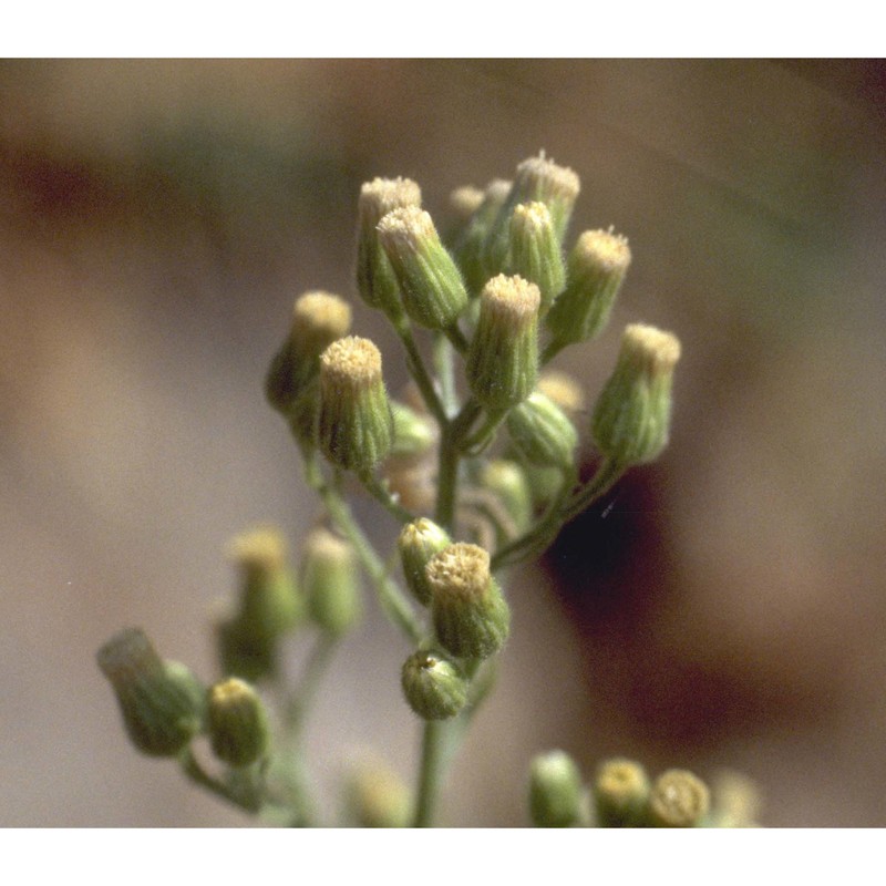 erigeron bonariensis l.