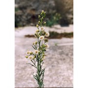 erigeron bonariensis l.