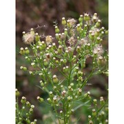 erigeron canadensis l.