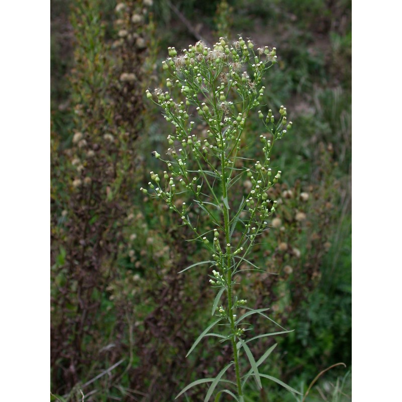 erigeron canadensis l.