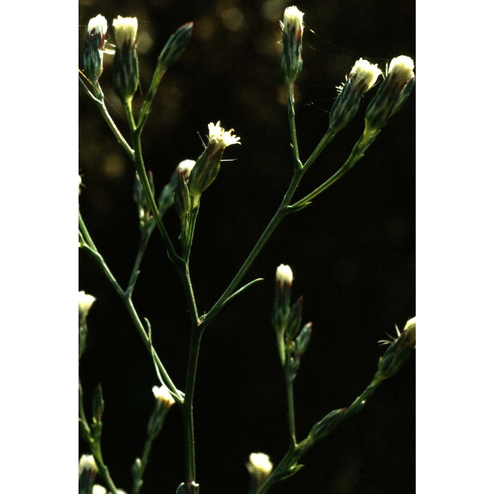 erigeron canadensis l.