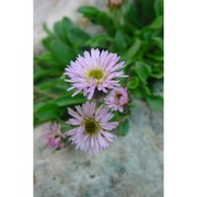 erigeron epiroticus (vierh.) halácsy