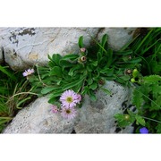 erigeron epiroticus (vierh.) halácsy