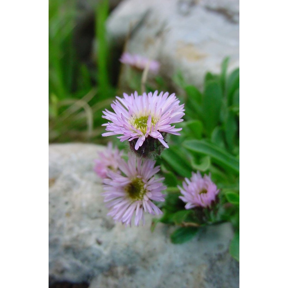 erigeron epiroticus (vierh.) halácsy