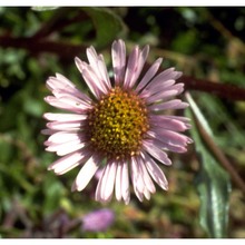 erigeron glabratus hoppe et hornsch. ex bluff et fingerh.