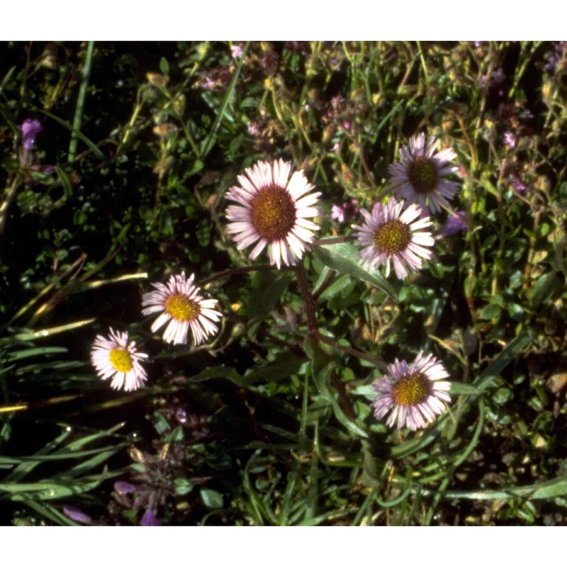 erigeron glabratus hoppe et hornsch. ex bluff et fingerh.