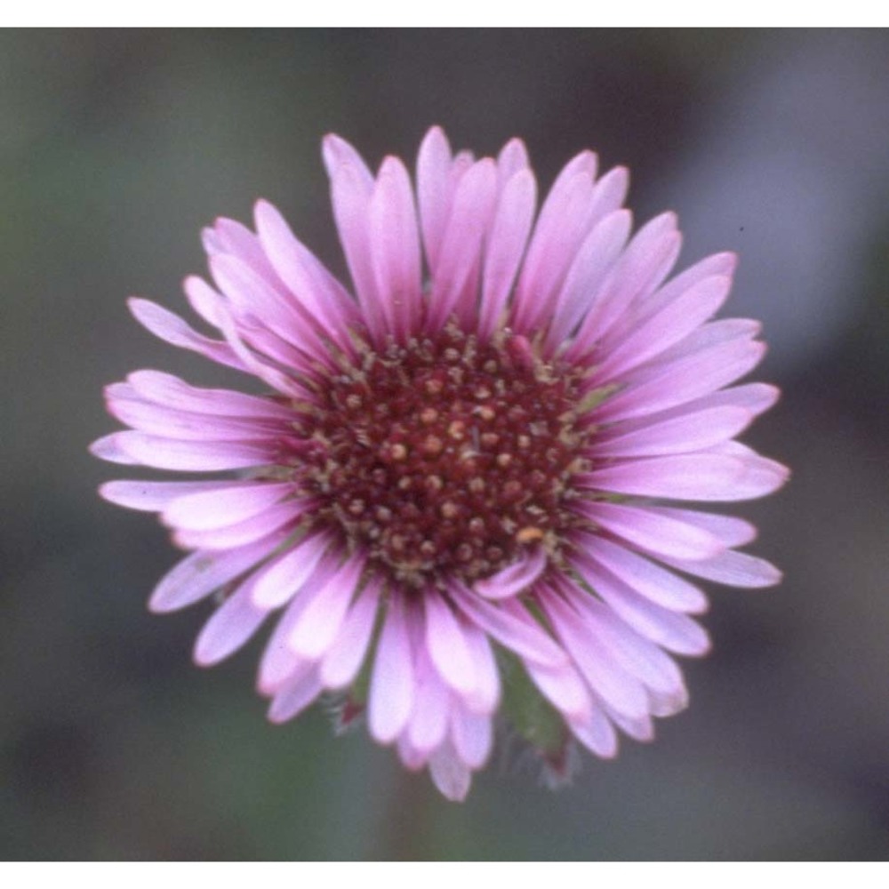 erigeron glabratus hoppe et hornsch. ex bluff et fingerh.