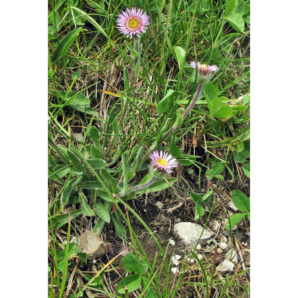 erigeron neglectus a. kern.