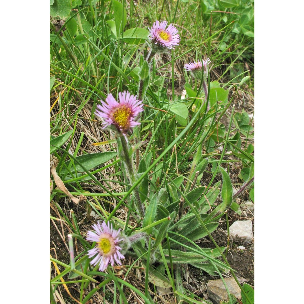 erigeron neglectus a. kern.