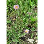 erigeron neglectus a. kern.