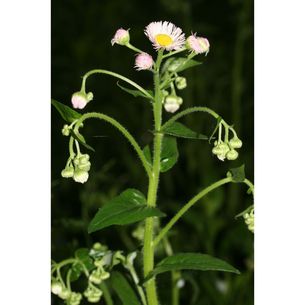 erigeron philadelphicus l.