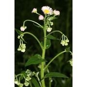 erigeron philadelphicus l.