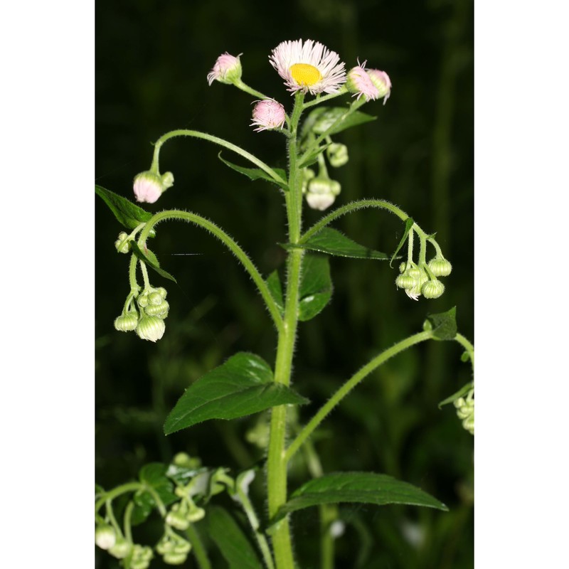 erigeron philadelphicus l.