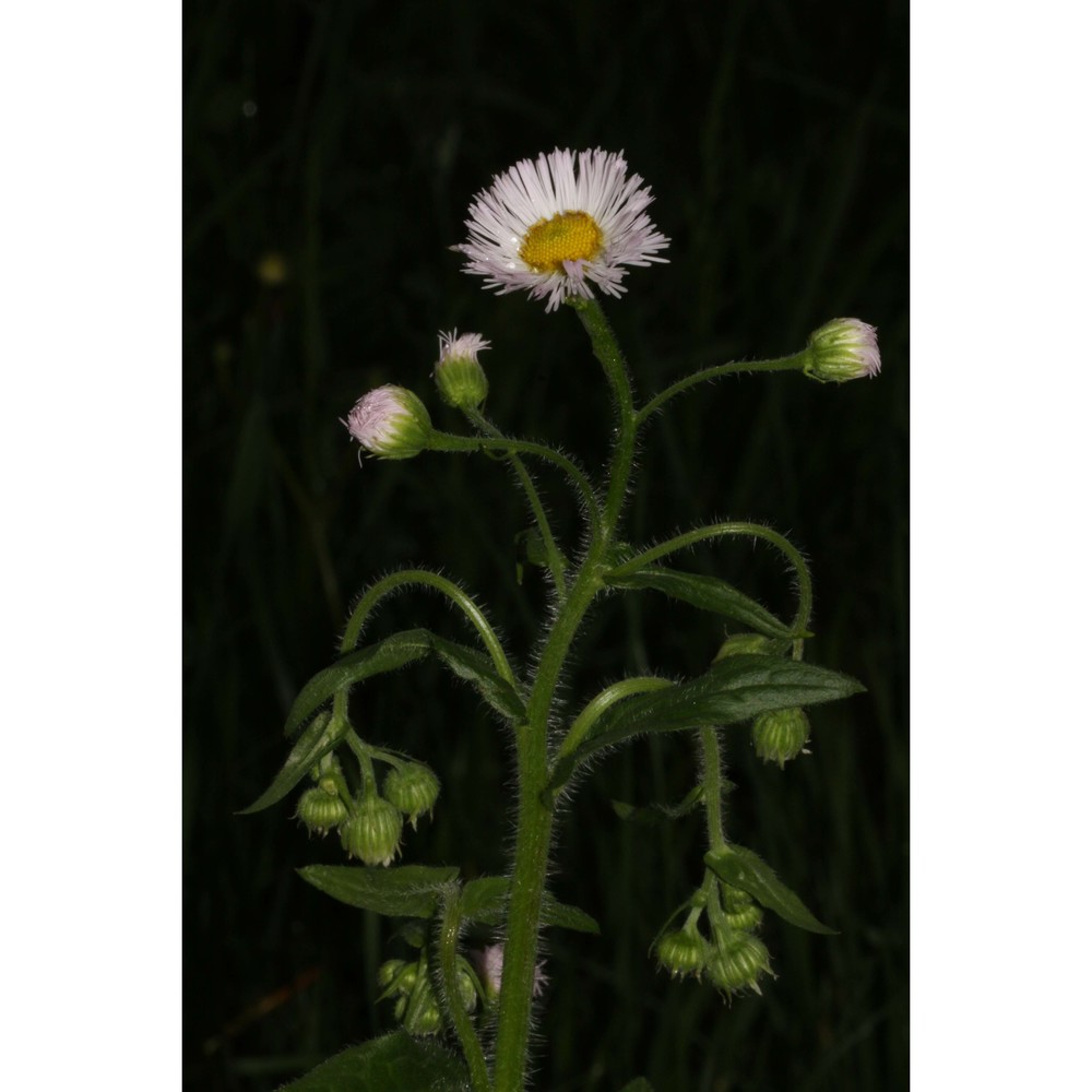 erigeron philadelphicus l.