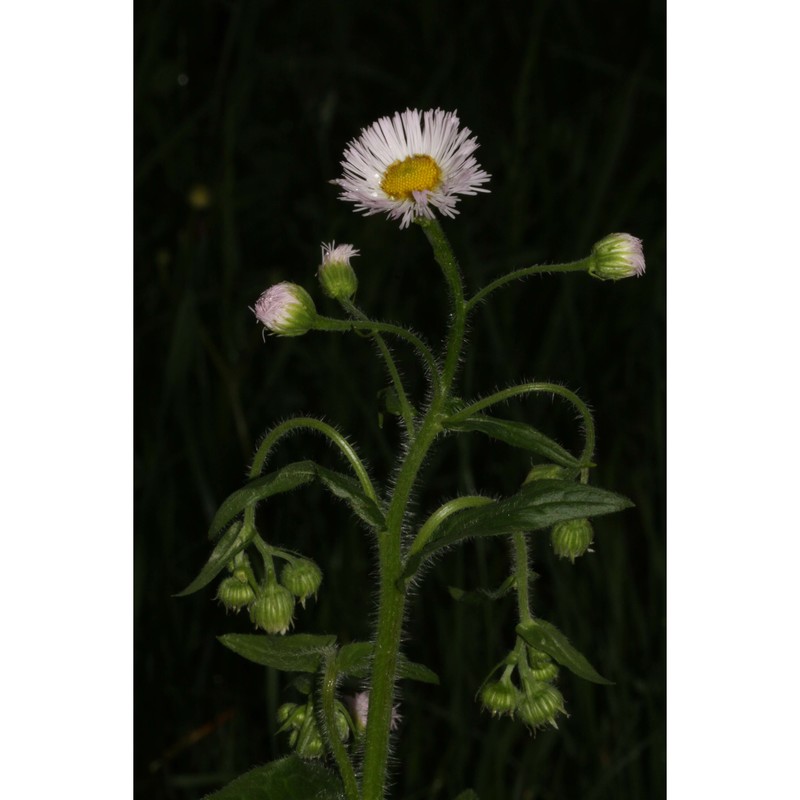 erigeron philadelphicus l.