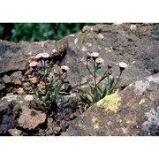 erigeron schleicheri gremli